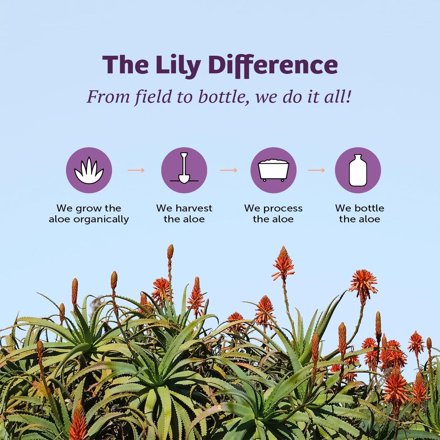 Lily Of The Desert Organic Aloe Vera Juice 2-Pack – Inner Fillet, Natural Gut & Digestive Support, Stomach Relief, 32 Fl Oz Ea