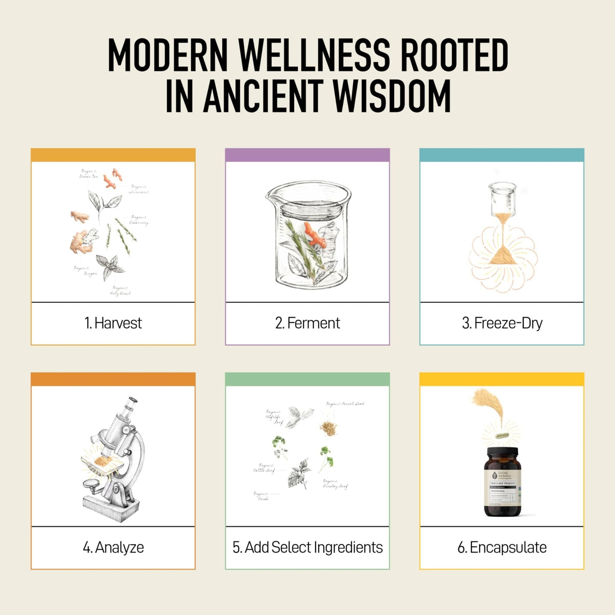 Living Alchemy Gut Health Supplements for Men & Women - Your Flora Probiotic Professional Digestion Supplement with Fermented Soybean, Prebiotics, - PrimeBioHealth - canada supplements