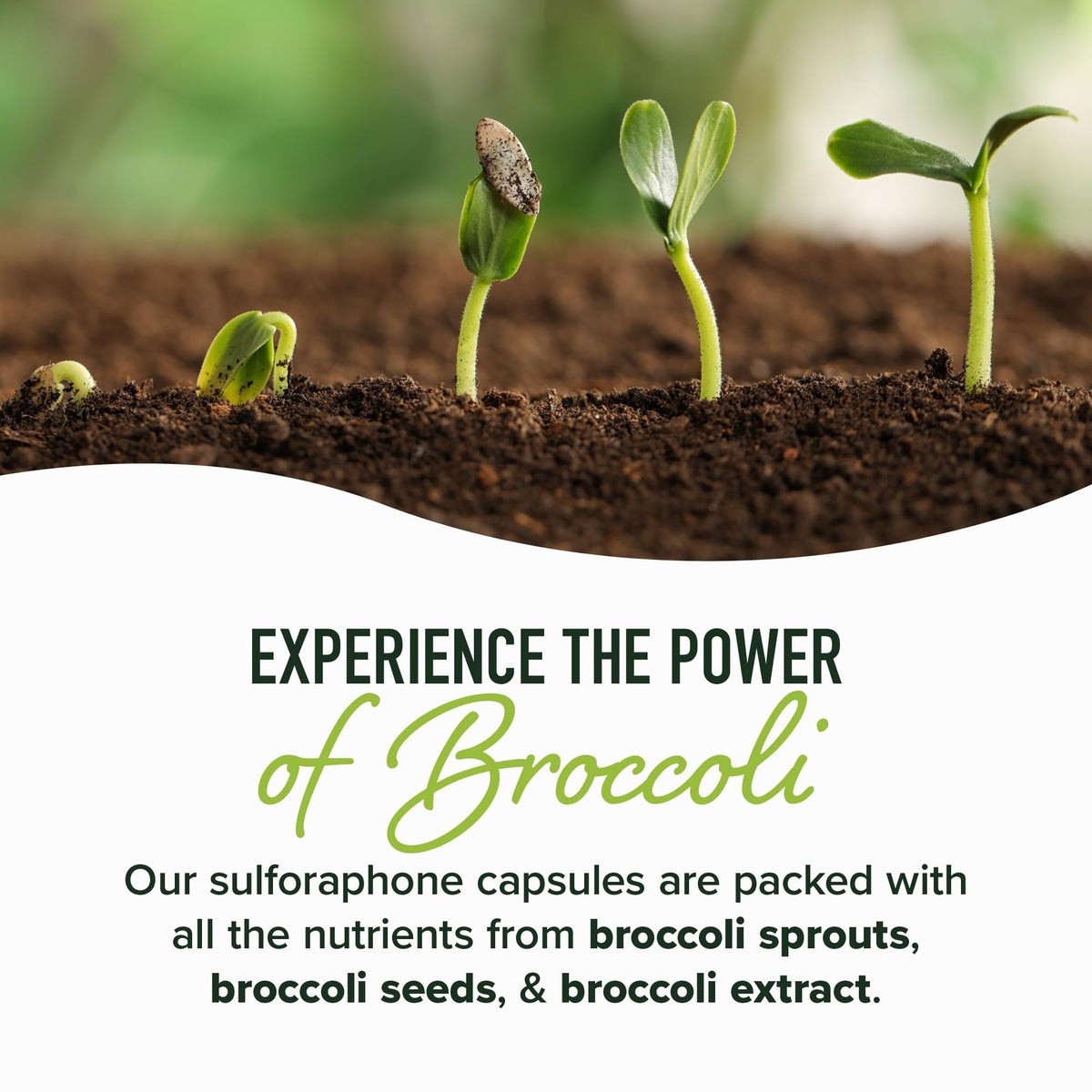 50MG Sulforaphane Supplement from Broccoli Sprouts | NRF2 Activation, Cellular Health & Immune Support | Glucoraphanin, Myrosinase & Antioxidants | Third-Party Tested - PrimeBioHealth - canada supplements