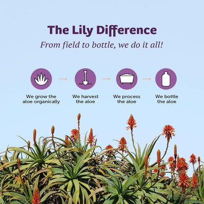 Lily Of The Desert Organic Aloe Vera Juice 2-Pack – Inner Fillet, Natural Gut & Digestive Support, Stomach Relief, 32 Fl Oz Ea