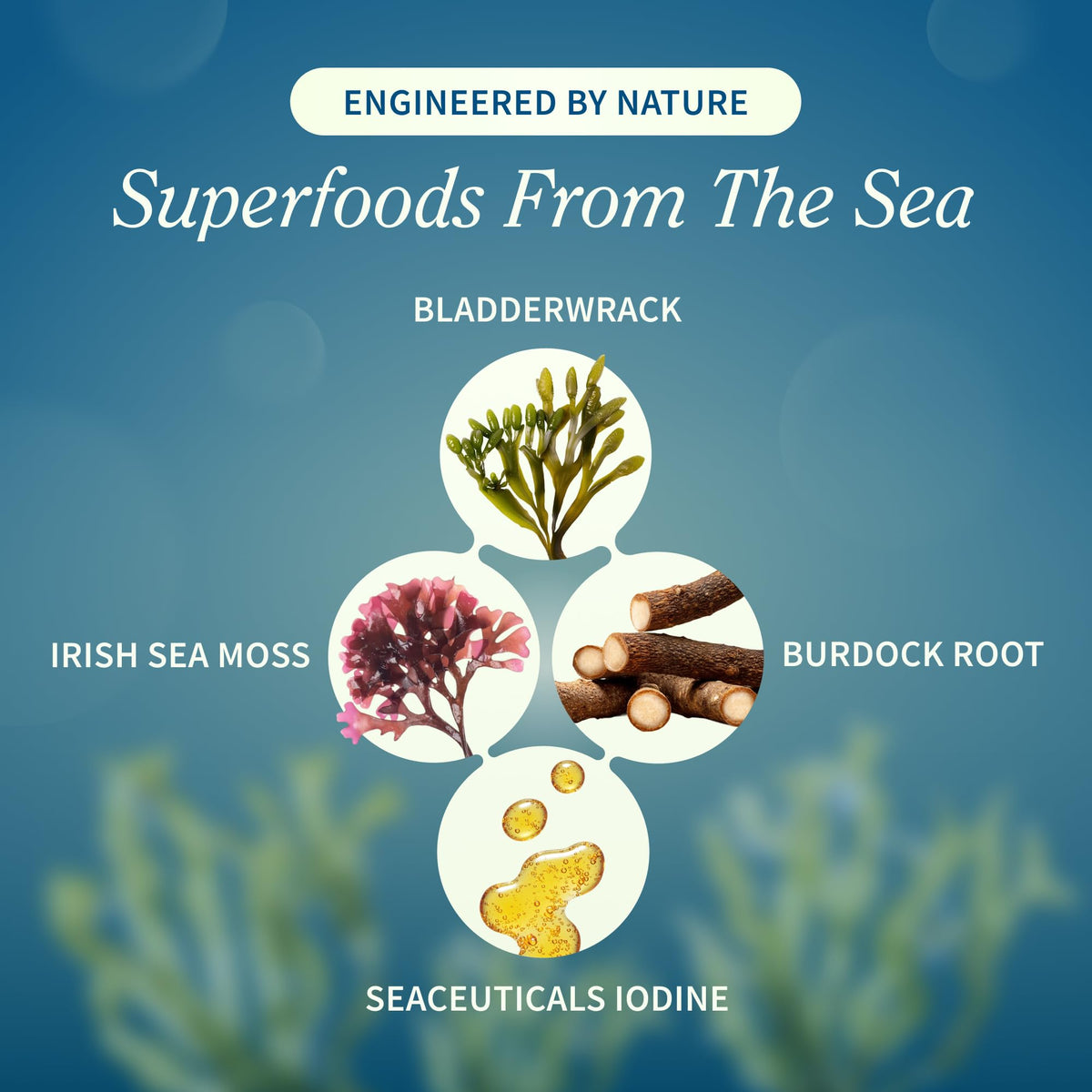 Snap Supplements Irish Sea Moss with Bladderwrack, Burdock Root & Iodine – Natural Sea Moss Supplement to Support Gut Health, Energy & Healthy-Looking Skin, 60 Vegan Capsules (1 Month Supply) Snap SupplementsBuy Supplements Australia