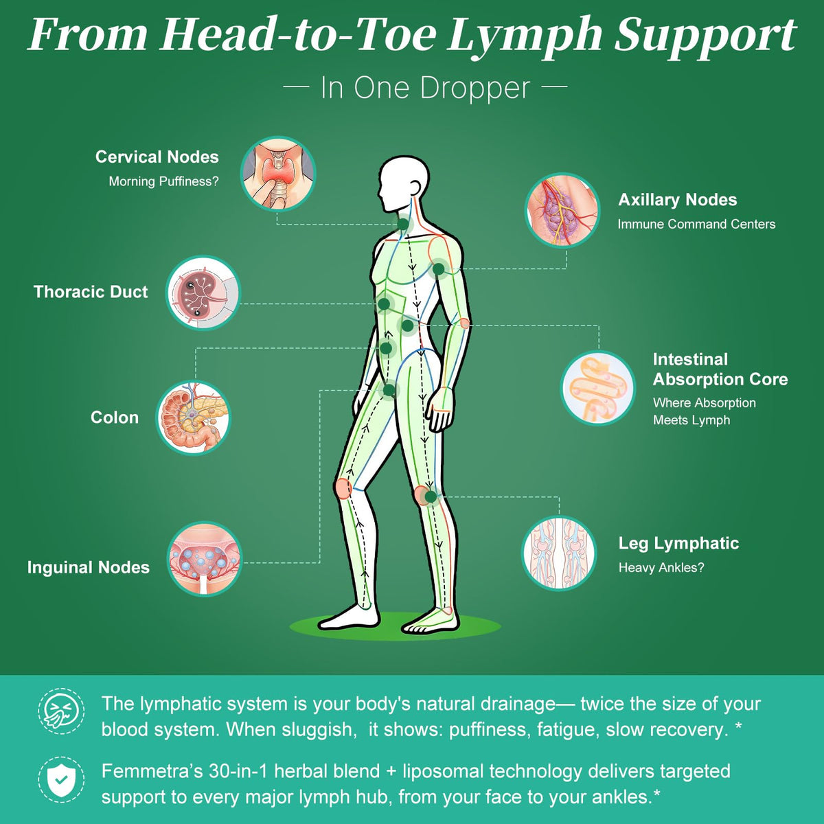 Liposomal Lymphatic Drainage Supplements with 30-in-1 Herbal Blend - Echinacea | Oregano | Milk Thistle - Sugar Free Lymph System Drops - Immune Support, Cleanse & Detox, Raspberry Flavor, 2 fl oz Femmetra buy supplements Au