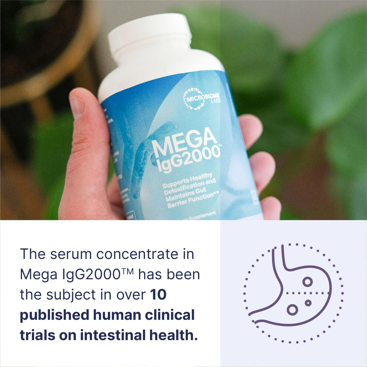 Microbiome Labs Mega IgG2000 Capsules - Dairy Free Bovine Colostrum Supplement Alternative - Immunoglobulin Supplement from Bovine Serum to Support Digestive Health (120 Capsules) Microbiome Labs buy supplements Au