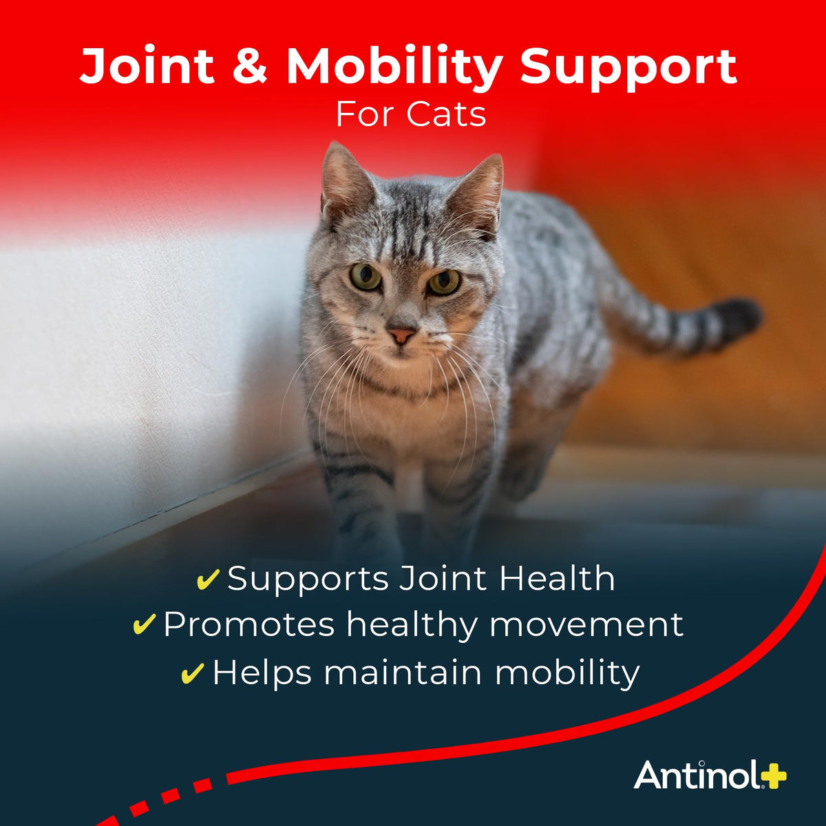 Antinol Plus, Mobility, Hip, and Joint Supplement for Cats, Green-Lipped Mussels and Krill Oil - Cat Joint Supplement, 60 Soft Gels AntinolBuy Supplements Australia
