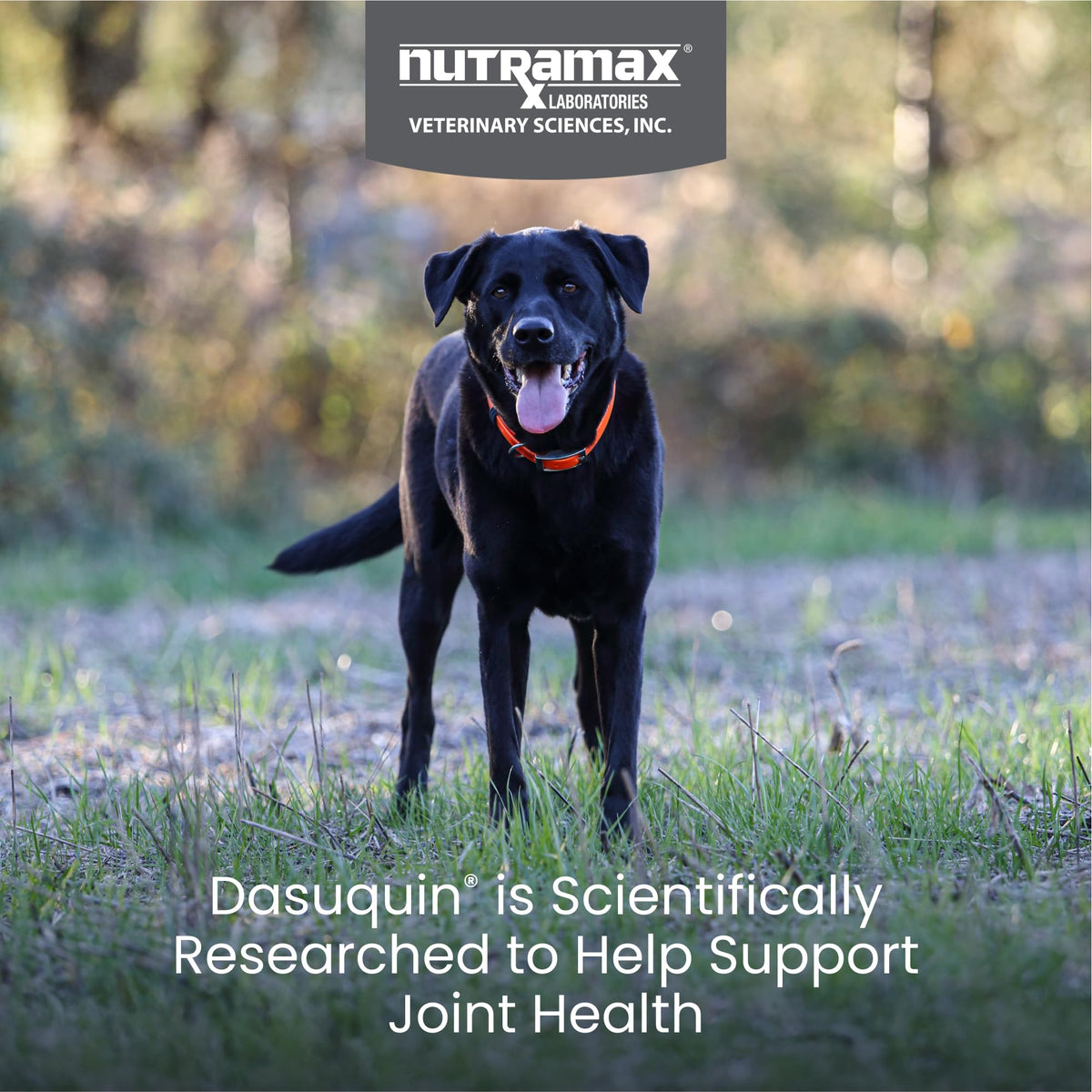 Nutramax Dasuquin for Large Dogs, Joint Health Supplement, Contains Glucosamine for Dogs, Plus Chondroitin, ASU and More, Supports Healthy Joints, Chewable Tablets, 150 Count Nutramax LaboratoriesBuy Supplements Australia