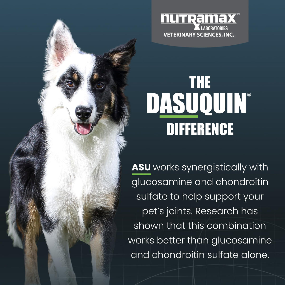 Nutramax Dasuquin for Small to Medium Dogs, Joint Health Supplement, Contains Glucosamine for Dogs, Plus Chondroitin, ASU, MSM and More, Supports Healthy Joints, Chewable Tablets, 150 Count Nutramax LaboratoriesBuy Supplements Australia