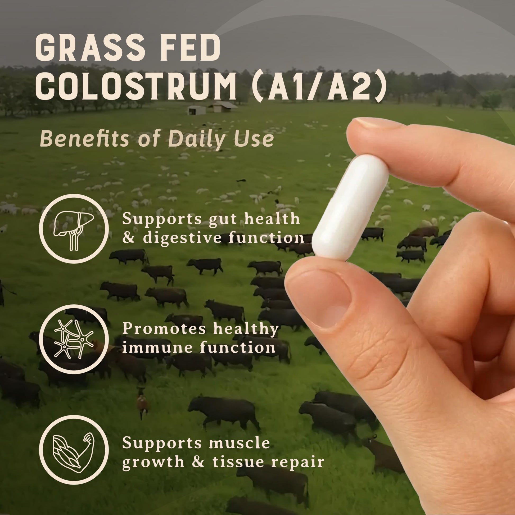 HEART & SOIL 100% Grass Fed & Finished Colostrum Supplement from Regenerative Cattle for Gut, Muscle & Immune Health – 3000mg Bovine Colostrum Capsules - Gut Health for Men & Women –180 Capsules HEART & SOIL buy supplements Au
