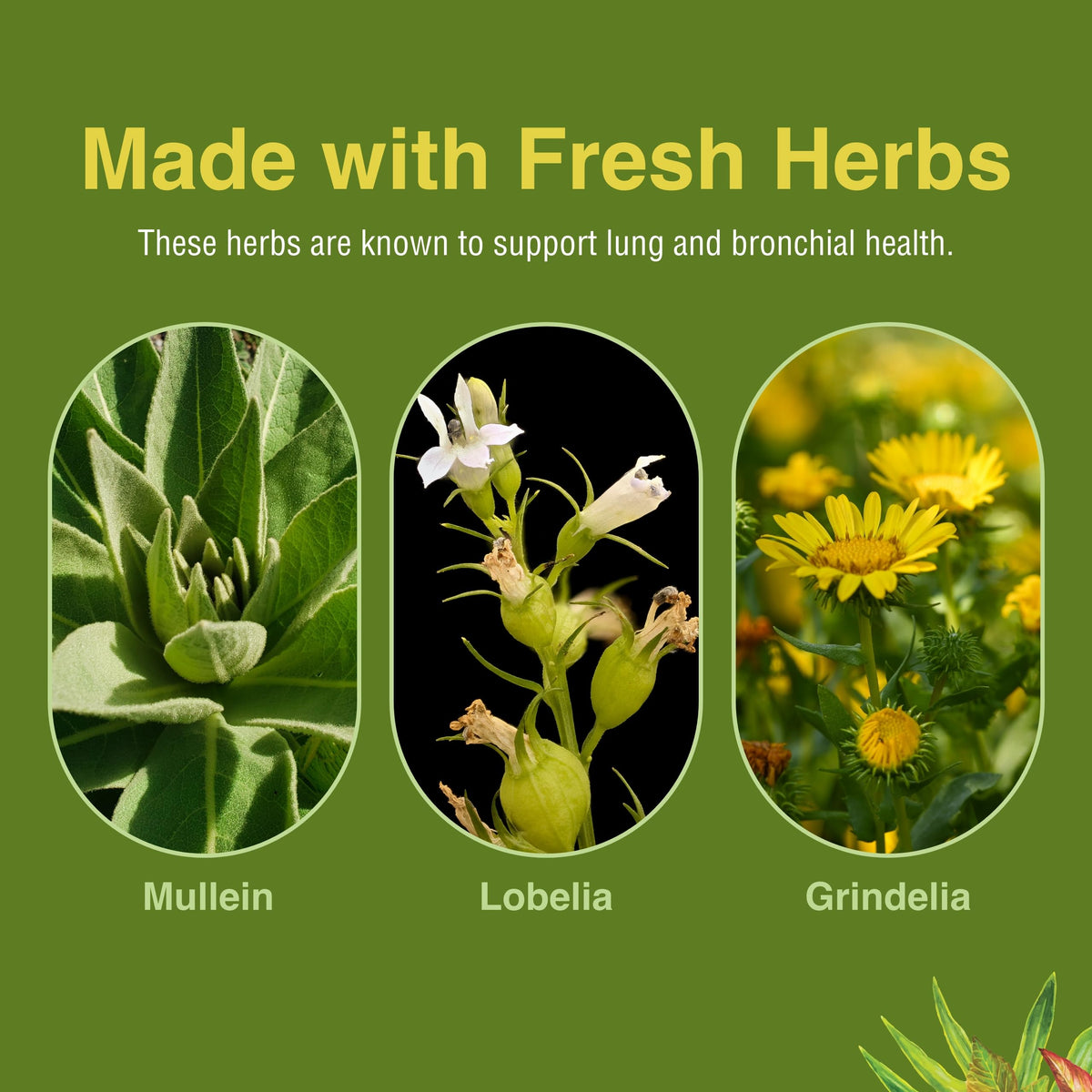 Herbs Etc. Lung Tonic - Lung Supplement for Bronchial Support - Healthy Breathing Support with Mullein, Horehound & Grindelia - 120 Softgels Herbs Etc.Buy Supplements Australia