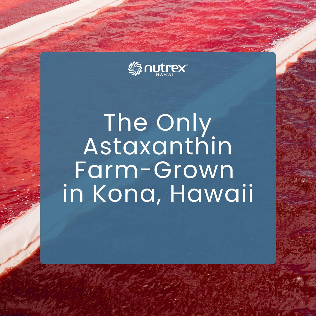 Nutrex Hawaii BioAstin Hawaiian Astaxanthin - 4mg, 60 Softgels - Farm-Direct Premium Antioxidant Supplement to Support Eye, Skin, Joint & Immune System Health - Non-GMO & Gluten-Free Nutrex Hawaii buy supplements Au