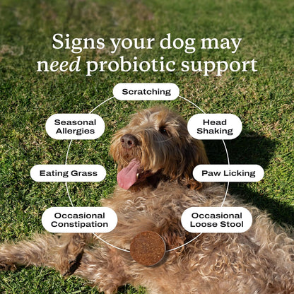 PetLab Co. – Mobility & Gut Health Bundle: Dog Probiotic for Gut Health, Healthy Yeast Production, & Seasonal Allergies 30 Count & Joint Supplement for Dogs Supporting Mobility & Occasional Stiffness