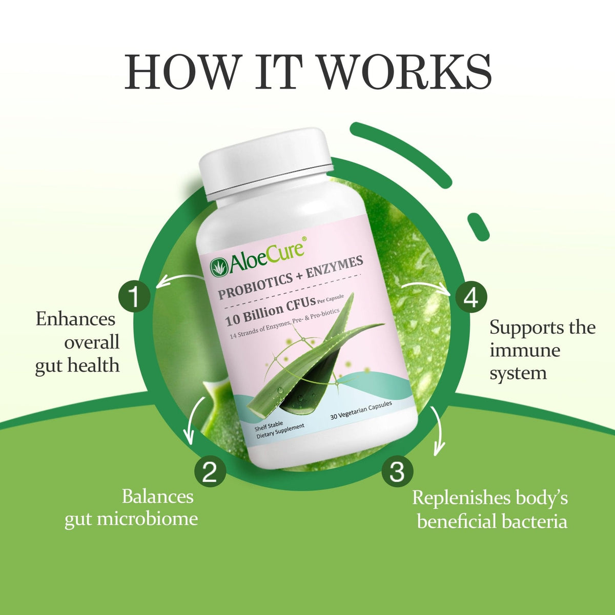 AloeCure Daily Probiotics 10 Billion CFU for Digestive Support 8 Strains, 6 Prebiotics & Enzymes - Digestive Supplement with Bromelain for Women & Men - PrimeBioHealth - canada supplements