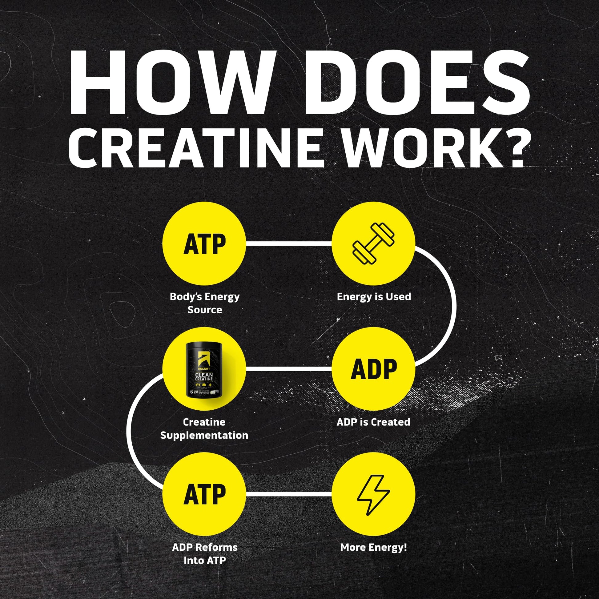 Ascent Clean Creatine Monohydrate Powder - 5G Per Serving, Creapure Creatine Supplement - Unflavored, 100 Servings - PrimeBioHealth - canada supplements