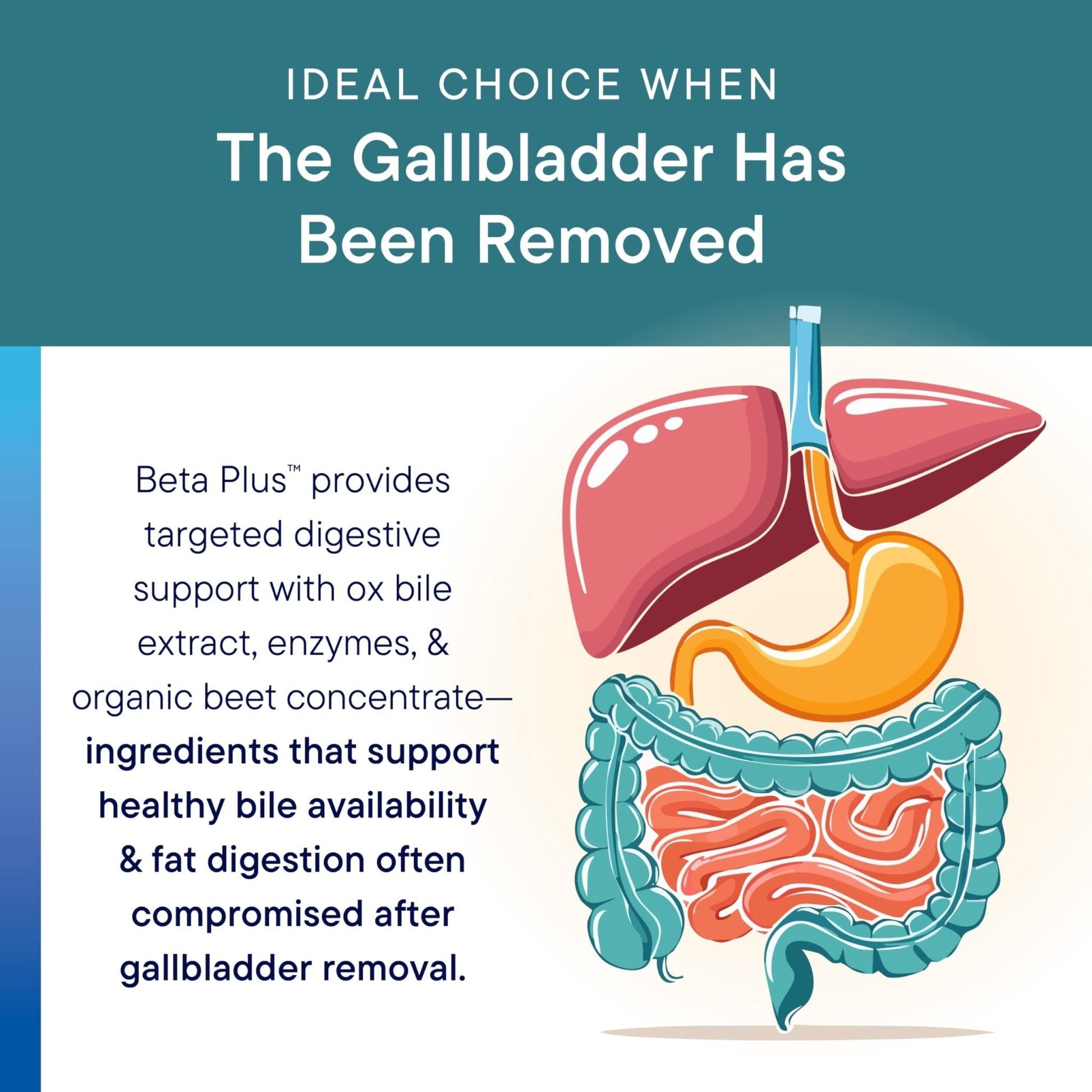Biotics Research Beta-Plus™ Nutritional Ox Bile Salts Digestive Enzymes Supplement for Bile Production for No Gallbladder-Supports Overall Liver Function, Aids Fat Digestion, Supplies Betaine 90 Tabs - PrimeBioHealth - canada supplements