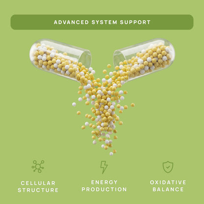 C15:0 Pentadecanoic Acid Supplement | Longevity, Cellular & Membrane Support, Micro-Granule Enhanced Absorption, Phosphatidylcholine, L-Carnitine, - PrimeBioHealth - canada supplements