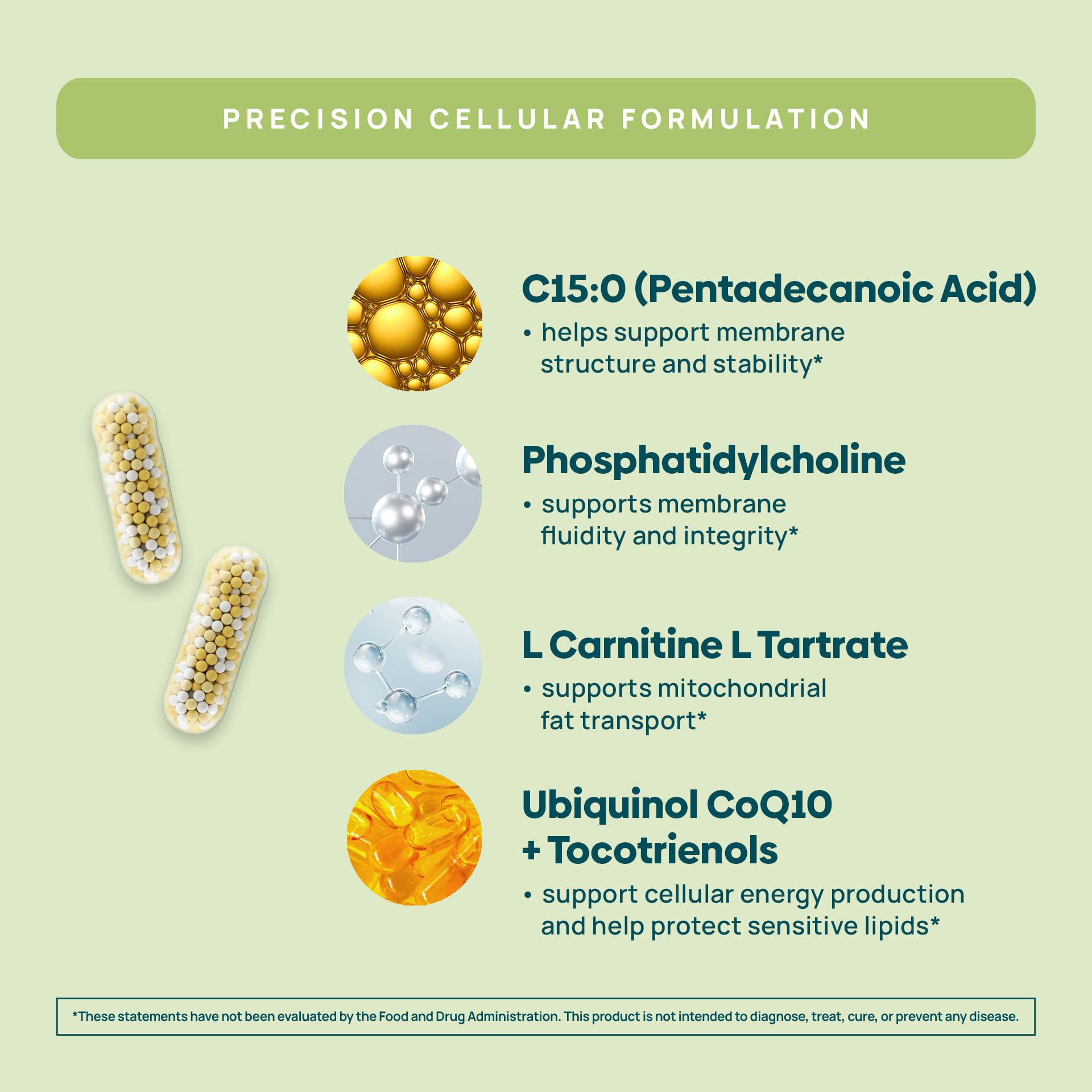 C15:0 Pentadecanoic Acid Supplement | Longevity, Cellular & Membrane Support, Micro-Granule Enhanced Absorption, Phosphatidylcholine, L-Carnitine, - PrimeBioHealth - canada supplements