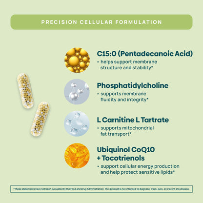 C15:0 Pentadecanoic Acid Supplement | Longevity, Cellular & Membrane Support, Micro-Granule Enhanced Absorption, Phosphatidylcholine, L-Carnitine, - PrimeBioHealth - canada supplements