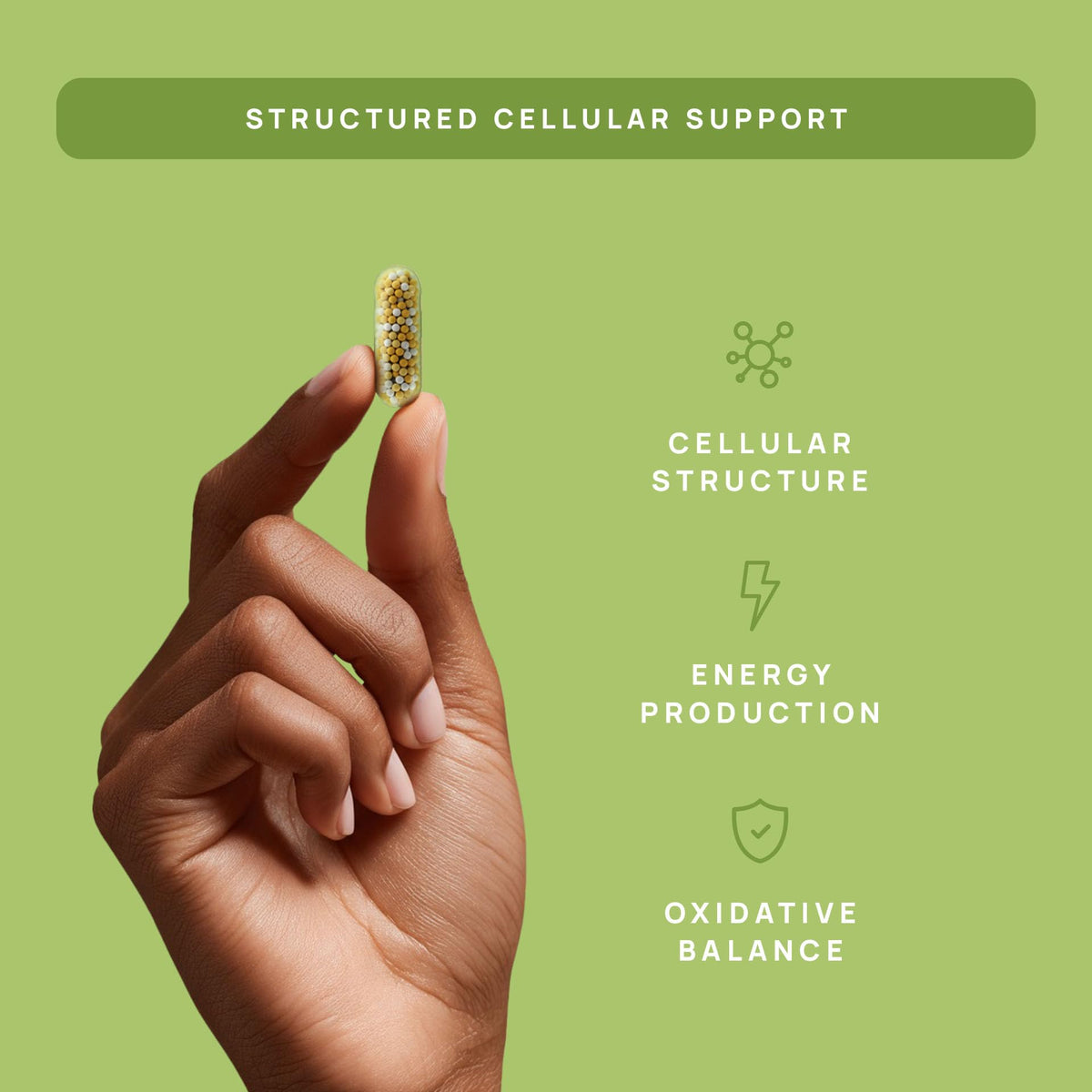 C15:0 Pentadecanoic Acid Supplement | Longevity, Cellular & Membrane Support, Micro-Granule Enhanced Absorption, Phosphatidylcholine, L-Carnitine, - PrimeBioHealth - canada supplements