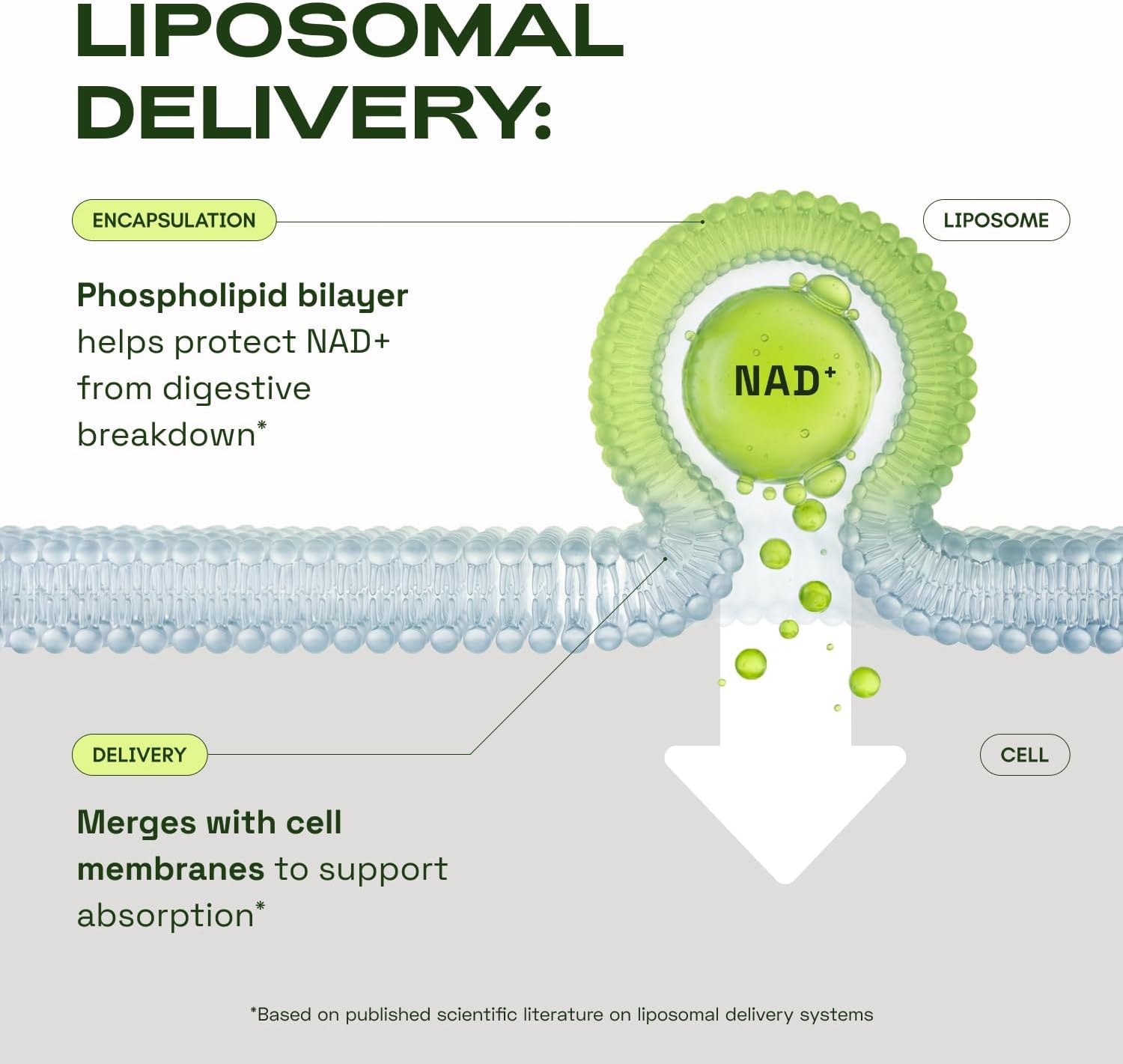 Cata-Kor NMN Supplement Alternative – Liposomal NAD+ Supplement - NAD CORE 30-Day Supply 60 Capsules - PrimeBioHealth - canada supplements