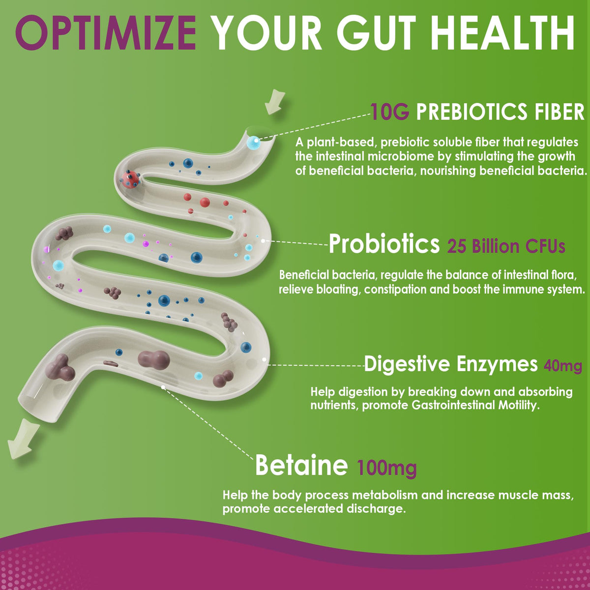 Fiber Gummies for Adults, Sugar Free 10g Prebiotic Fiber Supplement with Digestive Enzymes, Probiotics & 100mg Betaine for Digestive & Gut Health - PrimeBioHealth - canada supplements