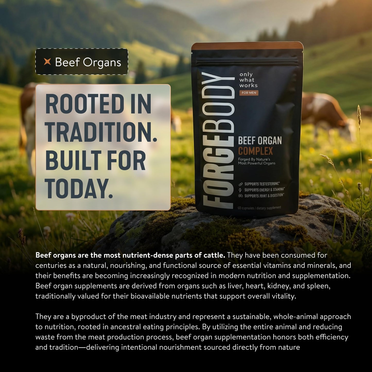 FORGEBODY® Beef Organ Complex Capsules [1 Month] - 100% Grass Fed Beef Organ Supplement with Blend of Liver, Heart, Bone Marrow, Pancreas & Testicles - PrimeBioHealth - canada supplements