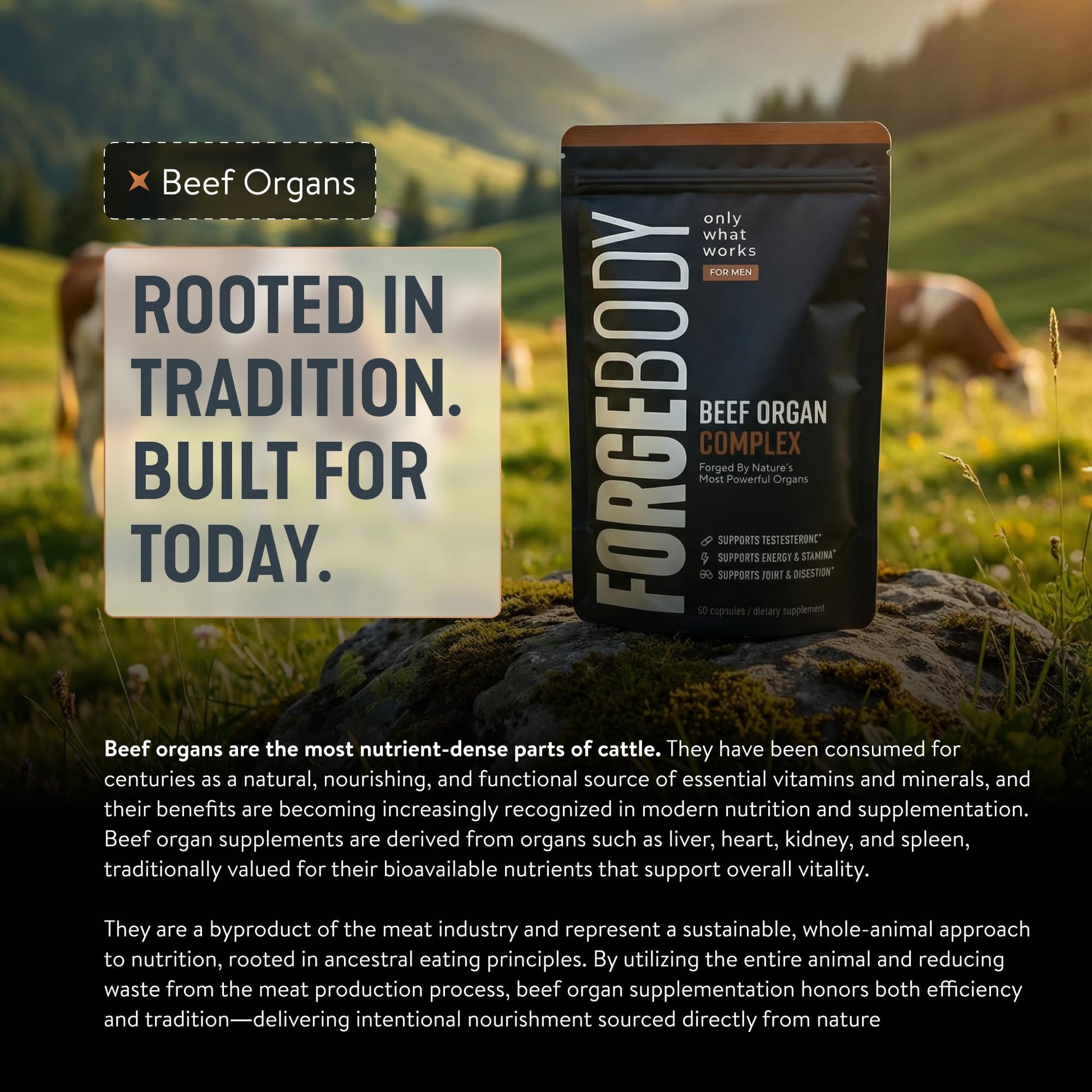 FORGEBODY® Beef Organ Complex Capsules [1 Month] - 100% Grass Fed Beef Organ Supplement with Blend of Liver, Heart, Bone Marrow, Pancreas & Testicles - PrimeBioHealth - canada supplements