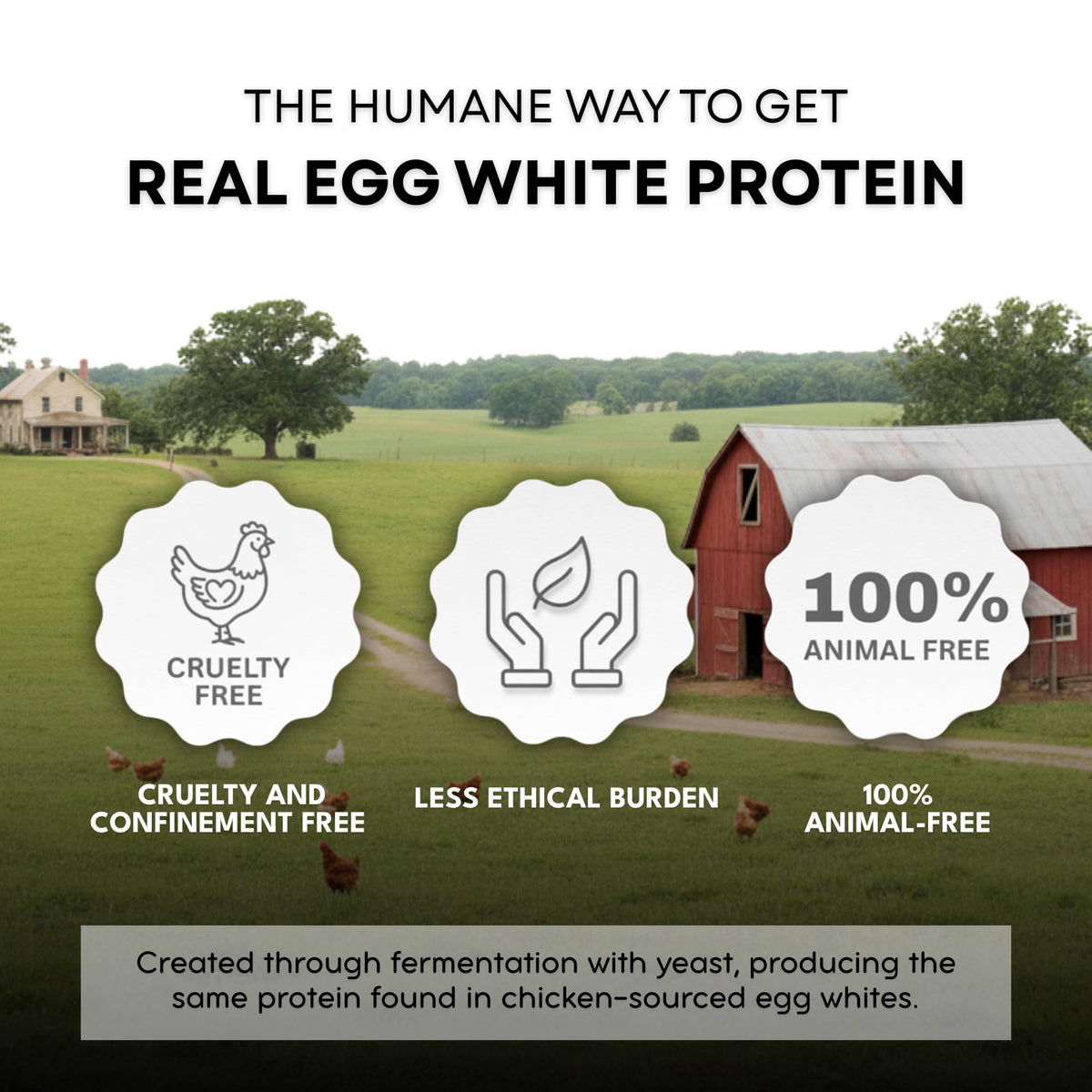 Healthier Comforts Animal-Free Egg White Protein Powder | Make Vegan Egg Omelets, Angel Food Cake, Meringue, Protein Shakes | Whips and Binds Just Like Traditional Egg Whites (8 oz) - PrimeBioHealth - canada supplements