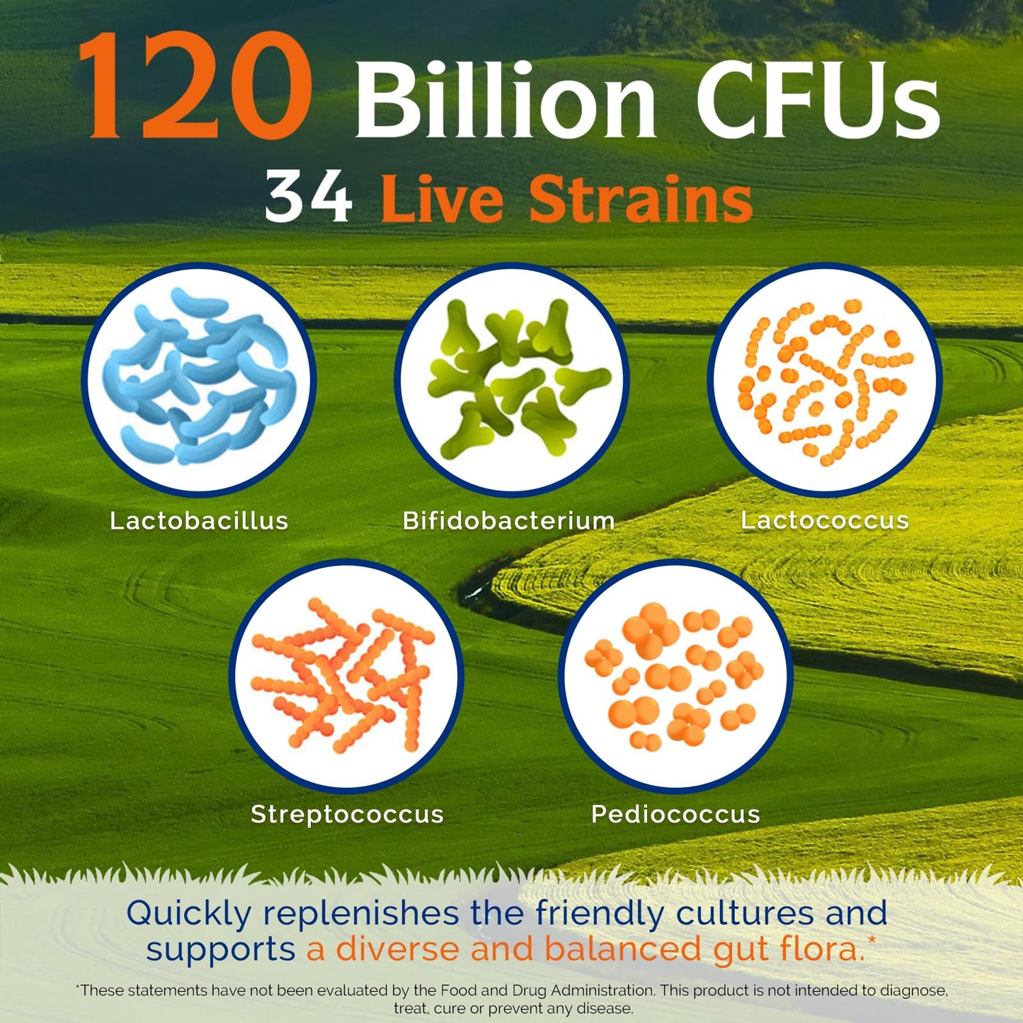 Innate Vitality Probiotics 120 Billion CFUs for Men & Women, 34 Strains with Prebiotics & Digestive Enzymes, Immune & Digestive Health - PrimeBioHealth - canada supplements