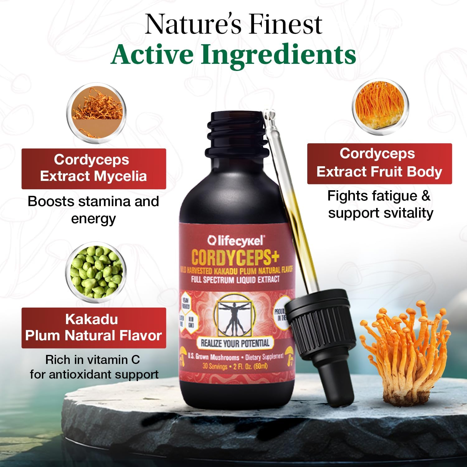 Life Cykel Cordyceps +Lion's Mane Extract Performance Pack - Organic Mushroom Supplement for Energy, Focus & Mental Clarity - USA Made, Pure & Potent Mushroom Liquid Drops for Adults - PrimeBioHealth - canada supplements