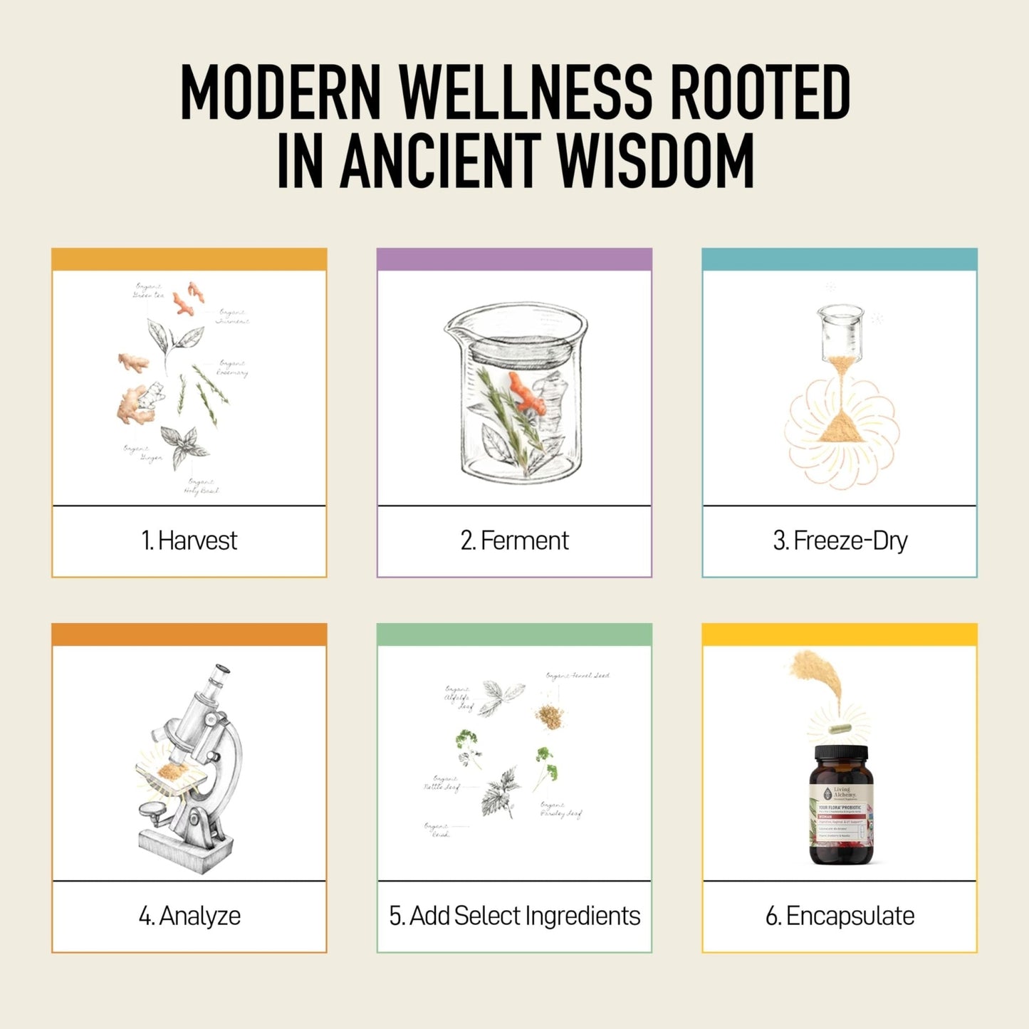 Living Alchemy Gut Health Supplements for Women - Your Flora Probiotics Women with Fermented Soybean, Cranberry Juice, Roselle, Prebiotics, Digestive Enzyme, & Probiotics - Vegan, Non-GMO, 60 Pcs - PrimeBioHealth - canada supplements