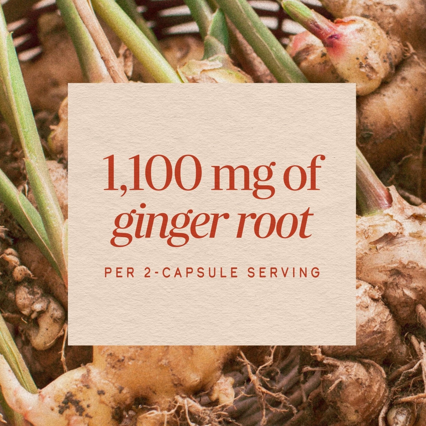 Nature’s Way Ginger Root Capsules, 1100 mg per 2-Capsule Serving Ginger Supplement for Digestive Comfort and Motion-Related Nausea Support - PrimeBioHealth - canada supplements