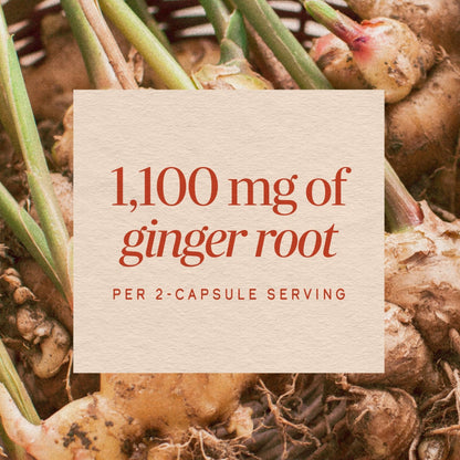Nature’s Way Ginger Root Capsules, 1100 mg per 2-Capsule Serving Ginger Supplement for Digestive Comfort and Motion-Related Nausea Support - PrimeBioHealth - canada supplements