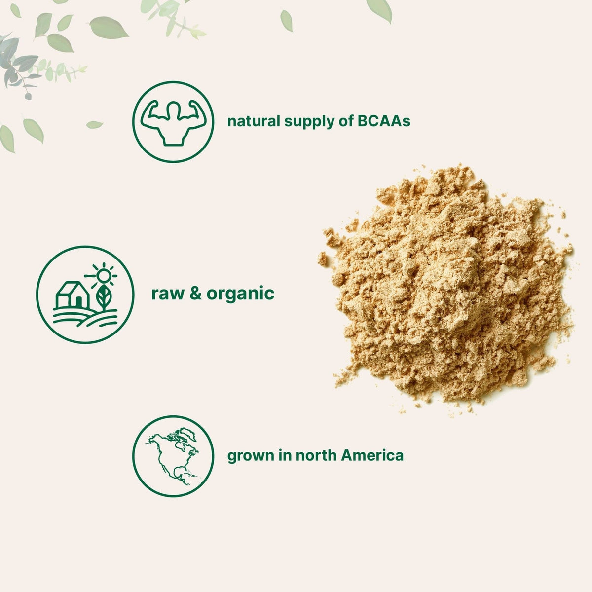 North America Grown, Organic Pea Protein Powder, 1KG (2.2 Pounds) | Plant-Based Vegan Protein, Meatless Protein Supplement, Natural Branched Chain Amino Acids | Non-GMO, Soy Free - PrimeBioHealth - canada supplements