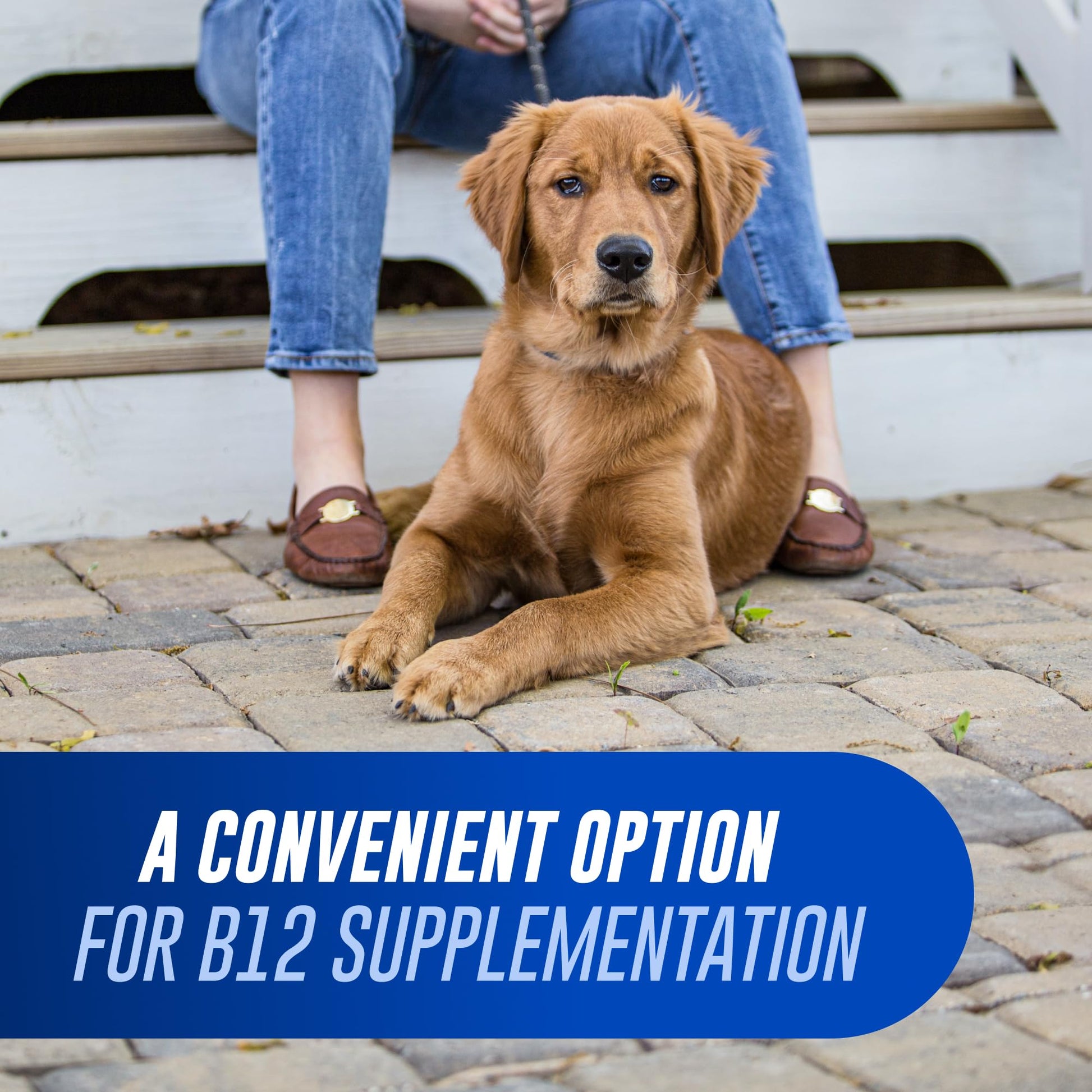 Nutramax Cobalequin B12 for Dogs, Oral Cobalamin Supplement with Folate, Vitamin B12 for Dogs Over 22 lbs., Supports GI Health, Chewable Tablets, 45 Count - PrimeBioHealth - canada supplements