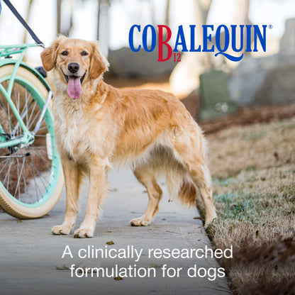 Nutramax Cobalequin B12 for Dogs, Oral Cobalamin Supplement with Folate, Vitamin B12 for Dogs Over 22 lbs., Supports GI Health, Chewable Tablets, 45 Count - PrimeBioHealth - canada supplements