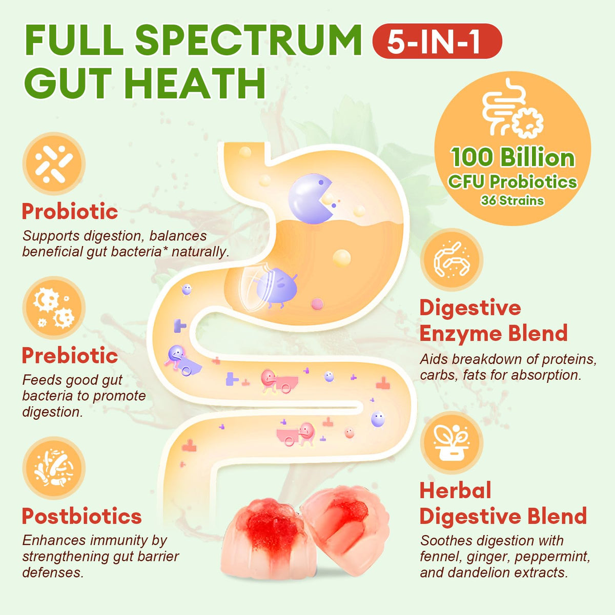 Totaria Sugar Free 5-in-1 Probiotic Prebiotic Postbiotic Gummy, 36 Strains Probiotics for Women Men with Digestive Enzymes, Peppermint, Complete Immune, - PrimeBioHealth - canada supplements