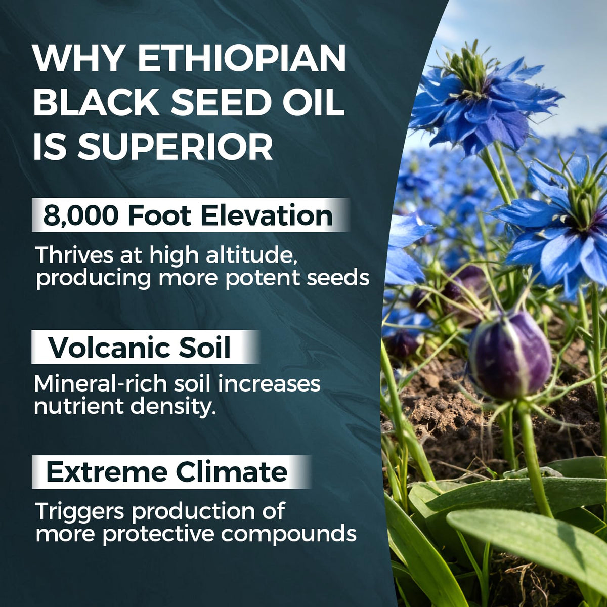 TUVAAZ PURELYNUTRIENT Ethiopian Black Seed Oil Capsules with 4.64% Thymoquinone, Immune Support & Digestion & Energy Booster - PrimeBioHealth - canada supplements