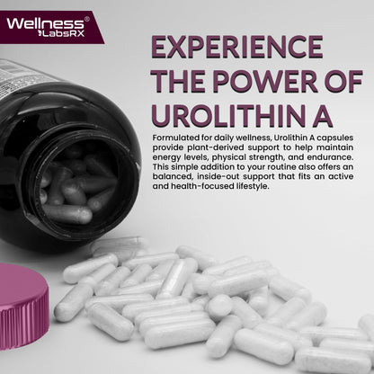 Urolithin A Supplement Capsules 1,000mg (98.9% Pure) – Advanced Urolithin A+ Formula for Cellular Renewal & Mitochondrial Support - PrimeBioHealth - canada supplements