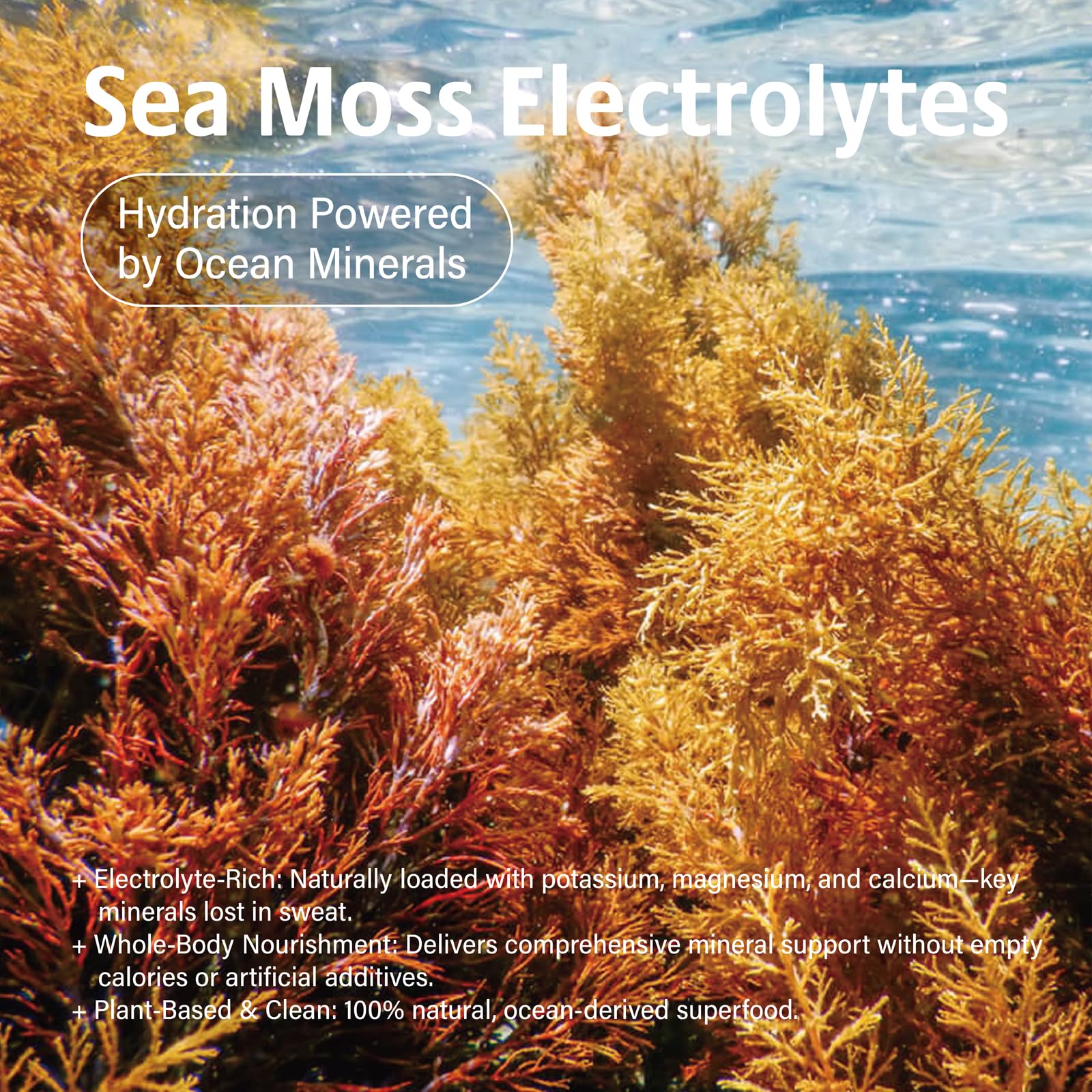 VDY Sea Moss Electrolytes Powder Packets - Hydration Packets Sugar Free - Electrolyte Packets with 30 Sticks - Zero Sugar & 0 Calorie - Keto Friendly - PrimeBioHealth - canada supplements