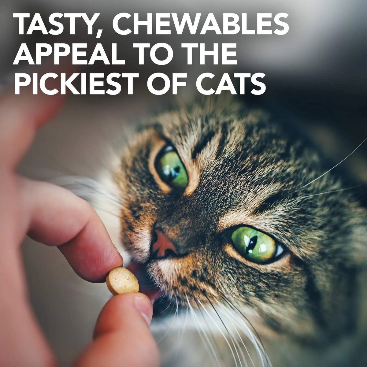 Vet's Best Cat Urinary Supplement, Urinary Tract Support Chewable for Cats, Supports A Healthy Urinary Tract in Cats, 60 Chewable Tablets - PrimeBioHealth - canada supplements