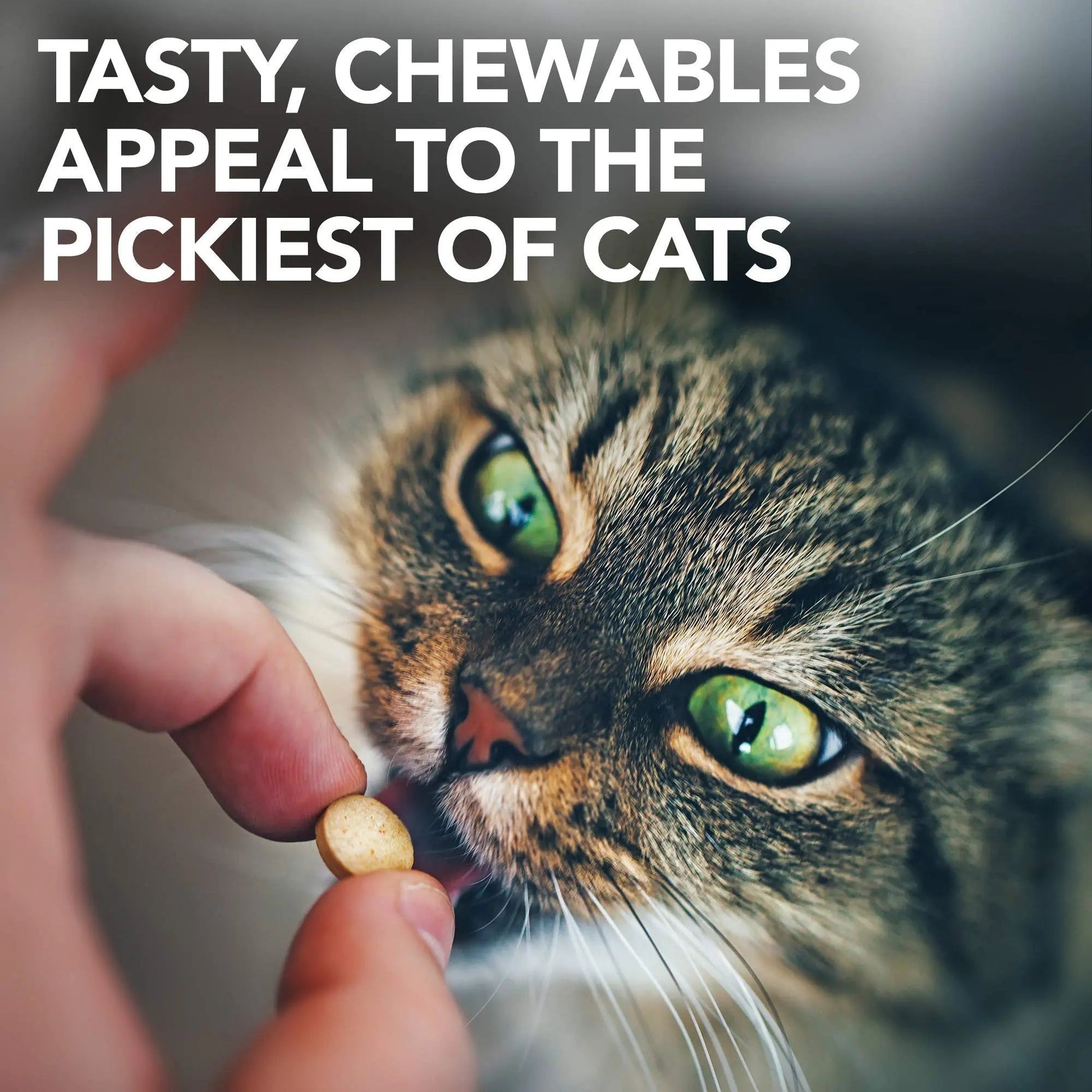 Vet's Best Cat Urinary Supplement, Urinary Tract Support Chewable for Cats, Supports A Healthy Urinary Tract in Cats, 60 Chewable Tablets - PrimeBioHealth - canada supplements