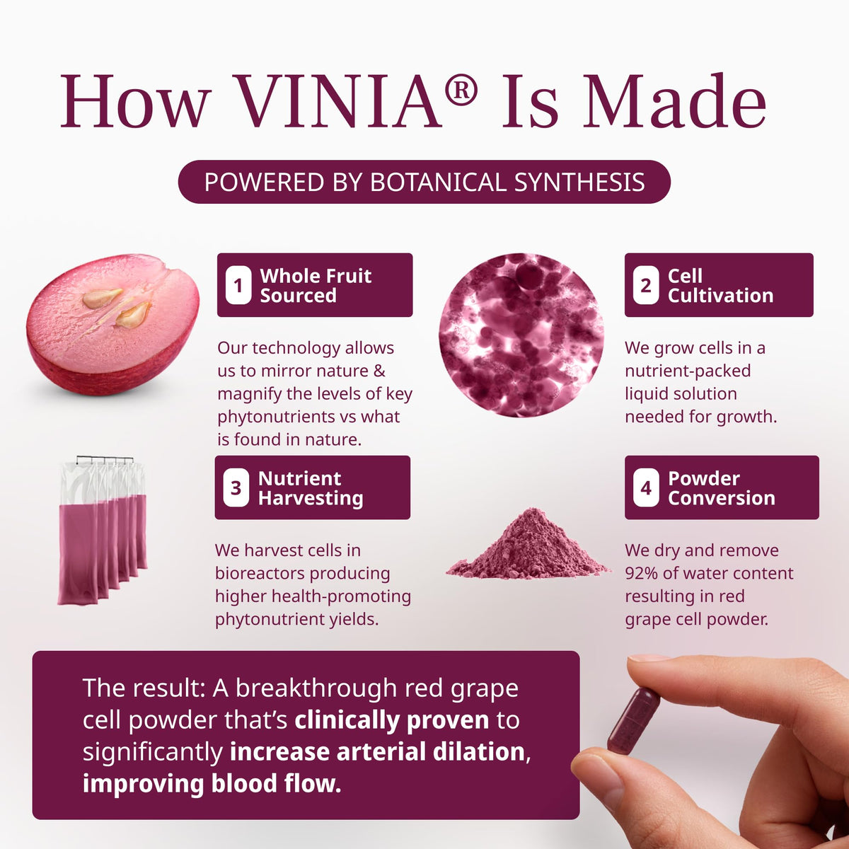 VINIA Piceid Resveratrol Supplement Capsules. Increases Blood Flow and Nitric Oxide. Blood Pressure and Heart Health Support - PrimeBioHealth - canada supplements