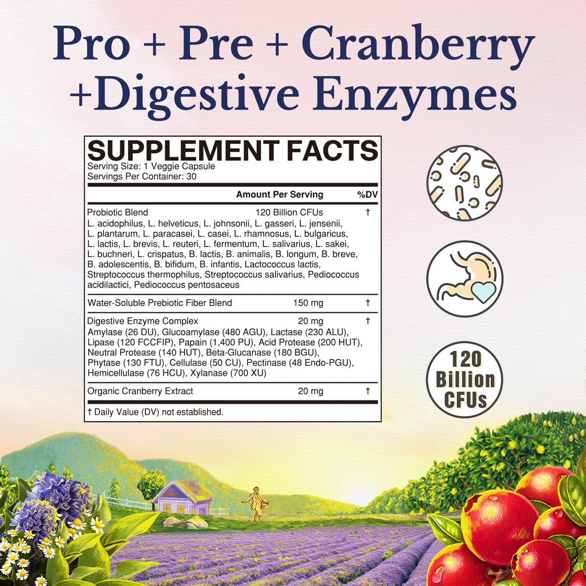 Vitalitown Probiotics for Women 120 Billion CFUs, 30 Strains, with Prebiotics & Digestive Enzymes & Cranberry, Gut & Vaginal Health, Vegan 30 - PrimeBioHealth - canada supplements
